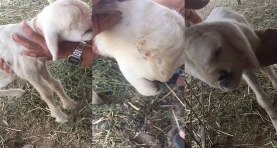 بالفيديو.. ولادة نادرة لإحدى الأغنام بعفيف