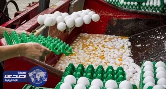 هولندا تهدد بلجيكا بشحنة " بيض "
