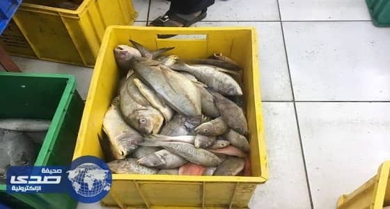 بالصور.. أمانة عسير تصادر 413 كجم أسماك فاسدة بأبها