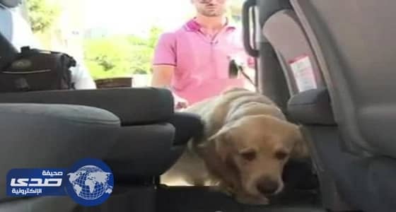 بالصور.. " بت تاكسي " خدمة جديدة لنقل الحيوانات الأليفة