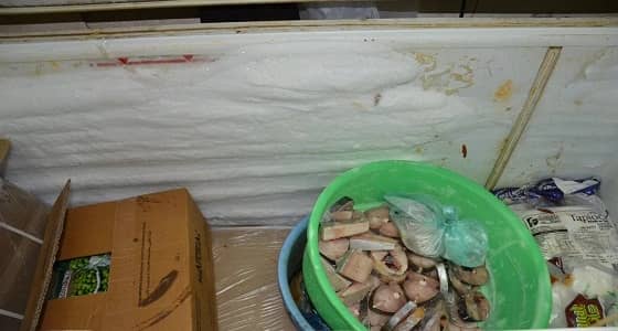 بالصور.. مصادرة لحوم وأسماك مجهولة المصدر بينبع