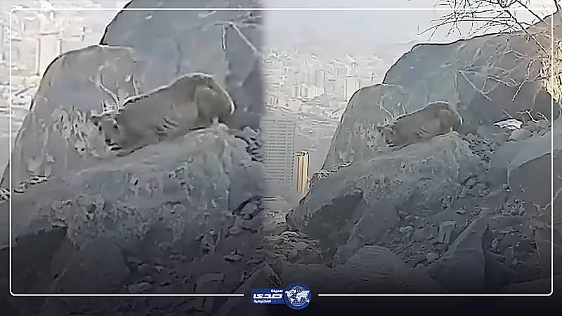 حيوان غريب يظهر على جبل خندمة بمكة المكرمة .. فيديو