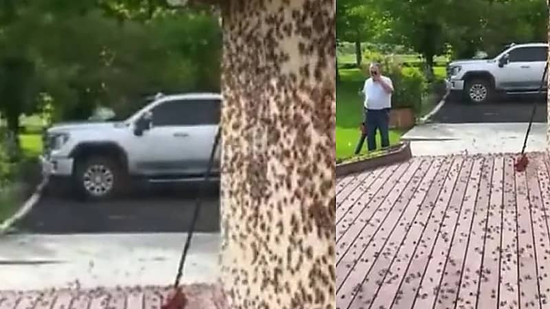 أسراب من الصراصير تثير الذعر في أمريكا.. فيديو