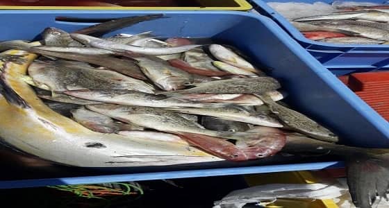 بالصور.. أمانة عسير تتلف أكثر من 500 كيلوجرام من الأسماك الفاسدة