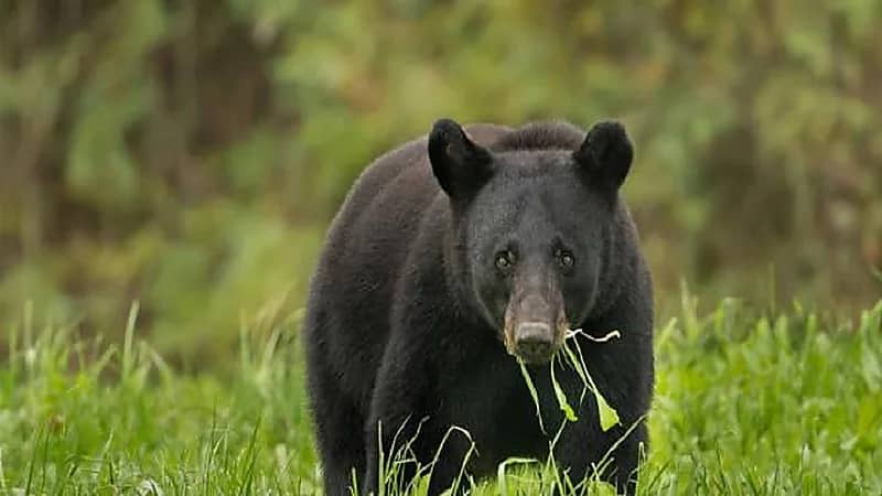 دب أسود يهاجم امرأة ويقتلها بدافع الحذر