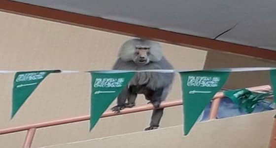 القردة تجتاح مدرسة بنات بـ " السودة " .. والأمانة ترد بعدم الاختصاص