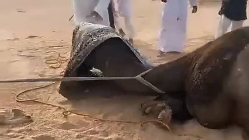 بالفيديو.. صراع شرس بين بعيرين وسحب أحدهما عن الآخر بـ جيب شاص