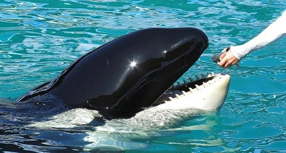 بالفيديو.. الحوت " ويكي " يتحدث كالبشر