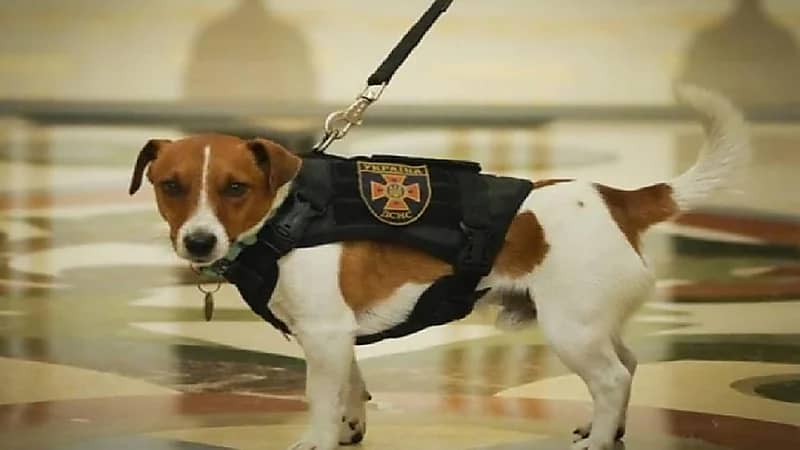 الرئيس الأوكراني يمنح كلباً وساماً لمساهمته في كشف الألغام