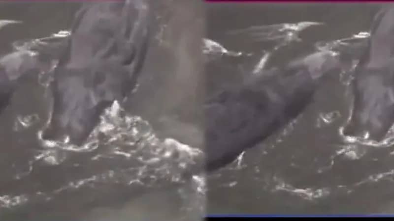 موجات تسونامي تقذف حيتان ضخمة على سواحل اليابان.. فيديو