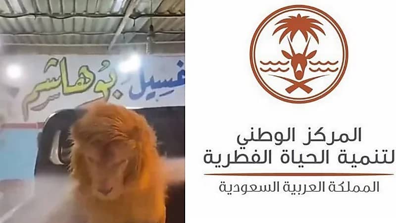 الحياة الفطرية تكشف حقيقة فيديو غسل أسد داخل مغسلة سيارات