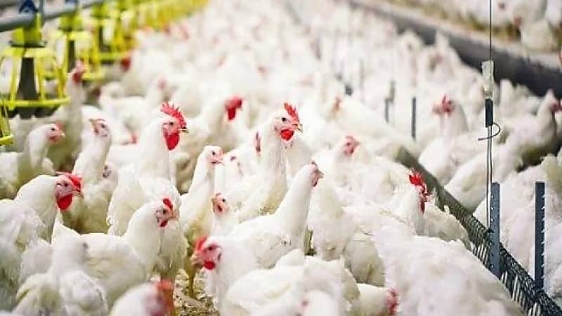 فرنسا تعلن ذبح 10 ملايين من الدواجن لتفشي أنفلونزا الطيور