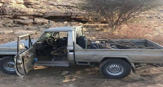 بالصور.. عمالة عربية تقطع أكثر من 70 شجرة في الأفلاج للكسب المادي