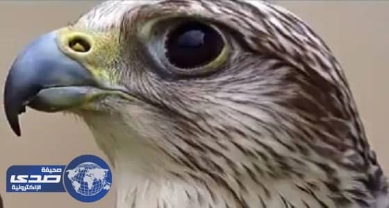 بالفيديو.. نادي الصقور وعلاقته بعادات العرب القديمة