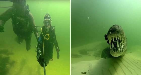 بالصور.. سياح يخاطرون بحياتهم بالسباحة جانب التماسيح