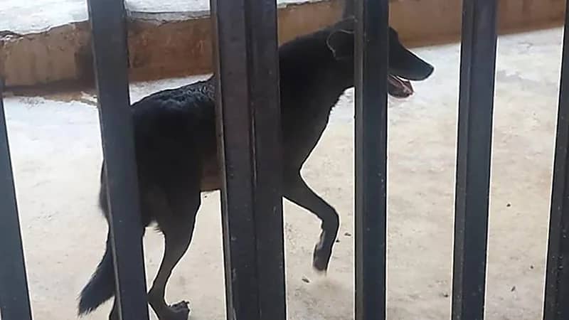 ضبط منشأة تعرض مفترسات بشكل مخالف في عسير