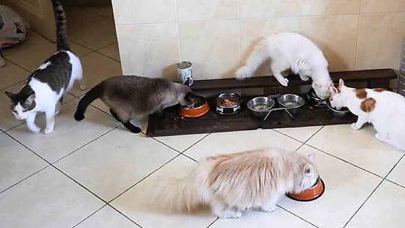 دولة تسعى لمنح العامل إجازة مدفوعة حال وفاة حيوانه الأليف