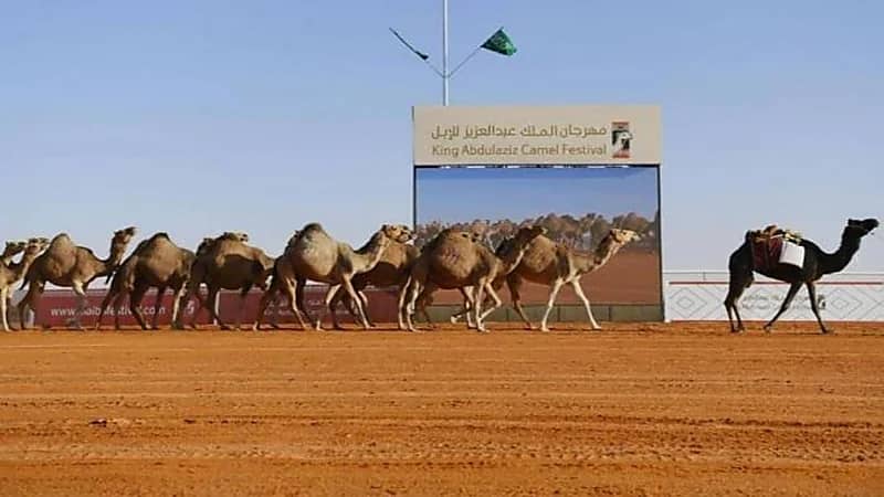مهرجان الإبل يوضح الفئة الوحيدة المسموح لها الاستعارة