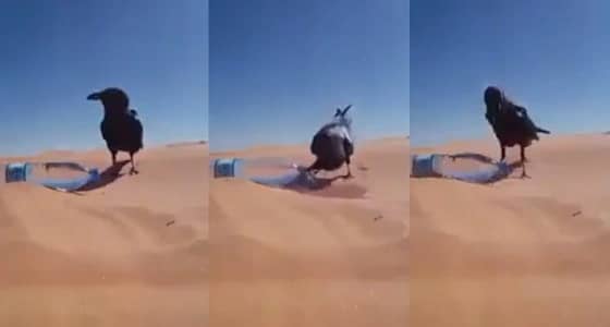 بالفيديو.. غراب يفتح زجاجة ماء بطريقة مدهشة