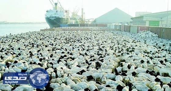 17 مليون رأس إنتاج المملكة من المواشي سنويا