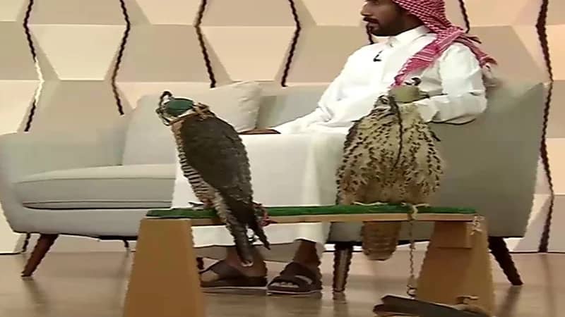 شاهد.. الصقار فيصل القحطاني يوضح الفرق بين "الحر والشاهين"