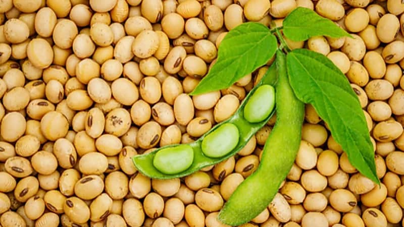 فول الصويا يحتوي على سعرات حرارية عالية ويساعد على التسمين