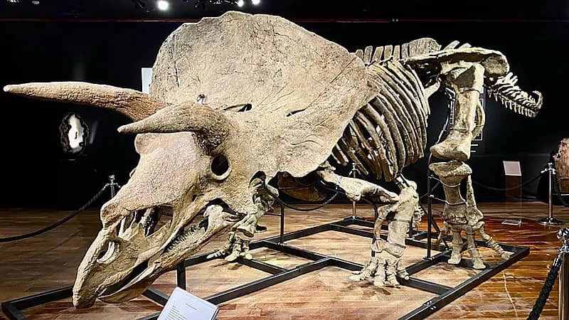 بيع أكبر ديناصور ثلاثي القرون بـ 6 ملايين دولار