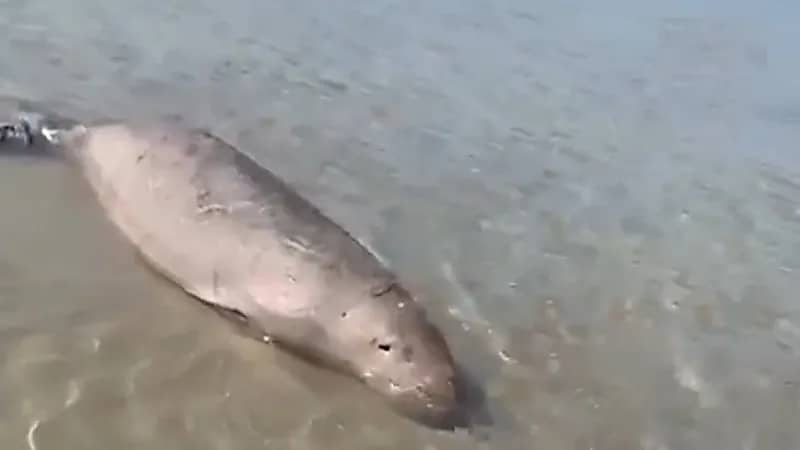 بالفيديو.. إنقاذ كائن بحري علِق في الشباك بأحد شواطئ تبوك