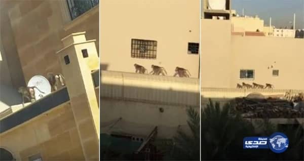 مدرب الفنون القتالية يوضح حقيقة صور تدريب النساء بالرياض