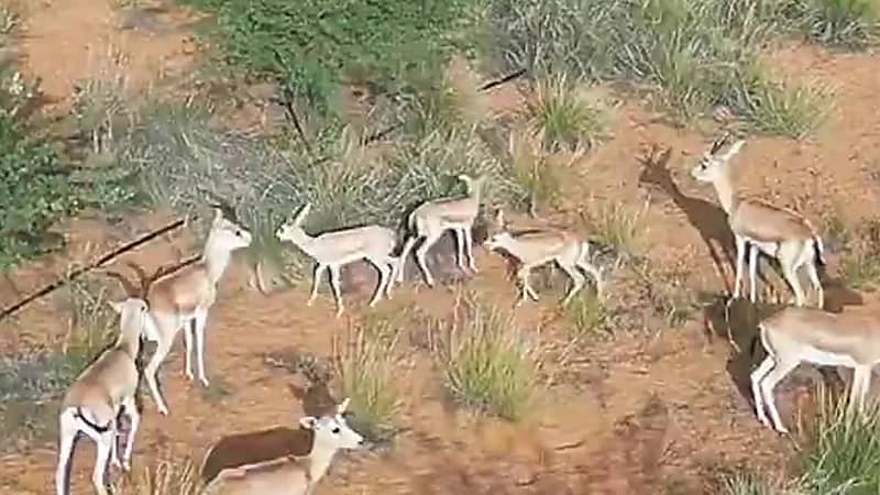 الريم والمها يعودان إلى منتزه القصيم الوطني .. فيديو