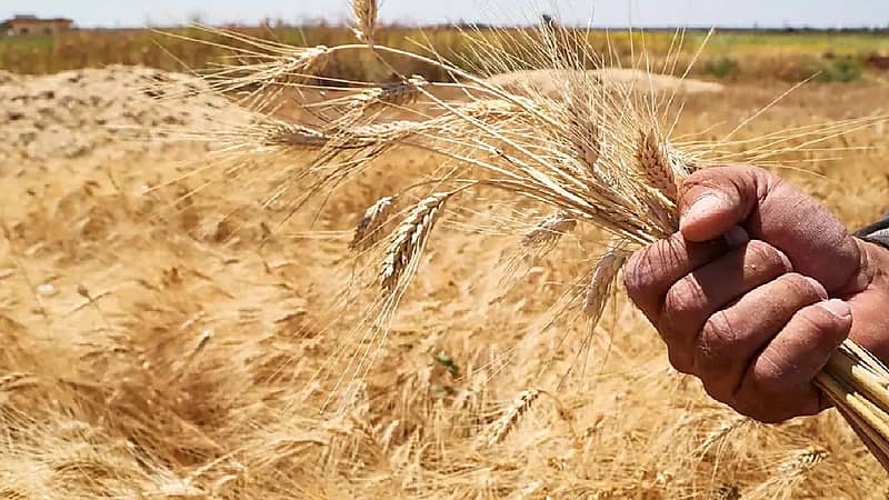 بالفيديو.. وكيل البيئة: سنستلم 100 ألف طن من القمح خلال أشهر