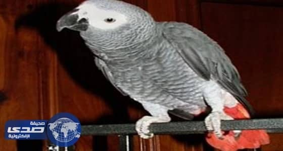 " ببغاء " يدين امرأة أمريكية بقتل زوجها