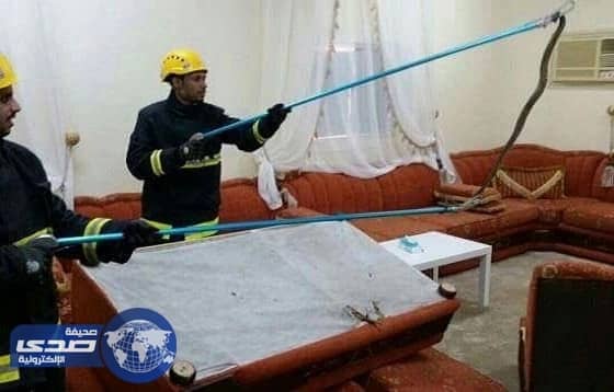 بالصور.. ثعبان سام يفزع سكان منزل ببارق .. والمدني يتدخل