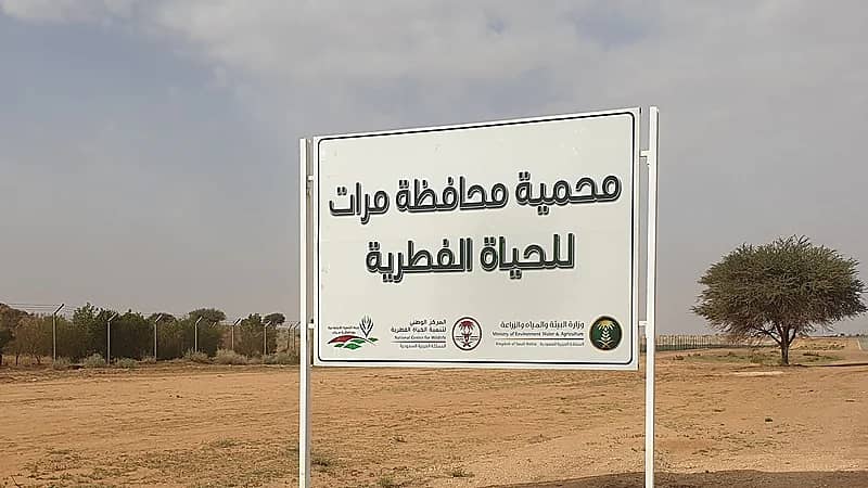 بالصور.. ولادة أول ظبي بمحمية الحياة الفطرية بـ "مرات"