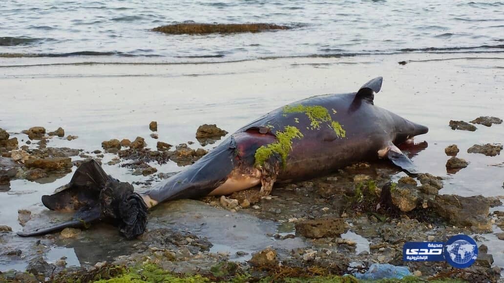 بالصور..نقوق دلافين علي شاطئ العقير