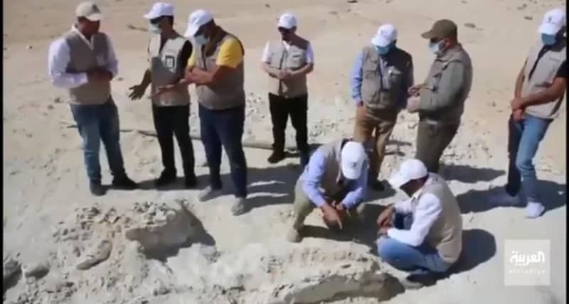 بالفيديو.. أعمال تنظيف وتصنيف بقايا الحوت المنقرض المعثور عليه بالقريات