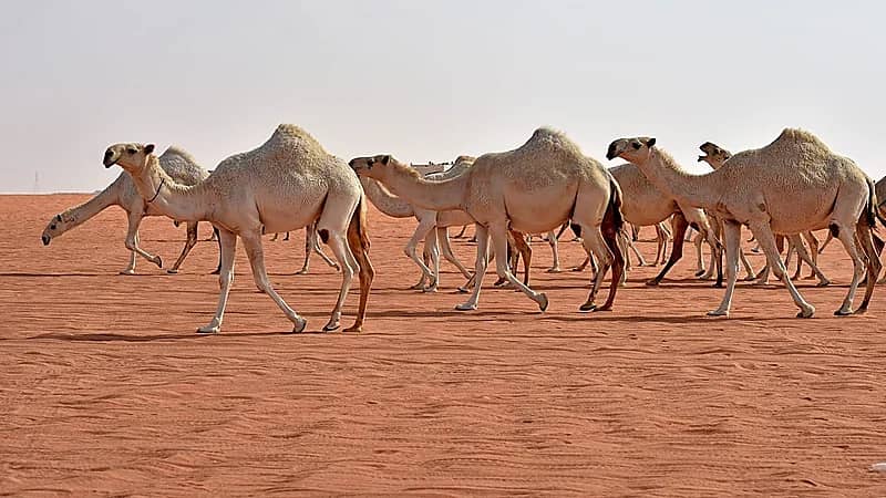 الرئيس التنفيذي لنادي الإبل: نسعى لتحويل الإبل إلى قطاع تجاري (فيديو)