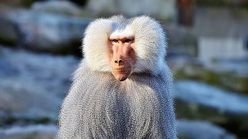 بالفيديو.. تنمية الحياة الفطرية: لن يتم معالج مشكلة قرود البابون في سنة ونصف