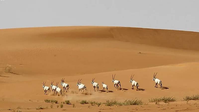 إطلاق 170 كائناً فطرياً بمحمية الملك سلمان الملكية