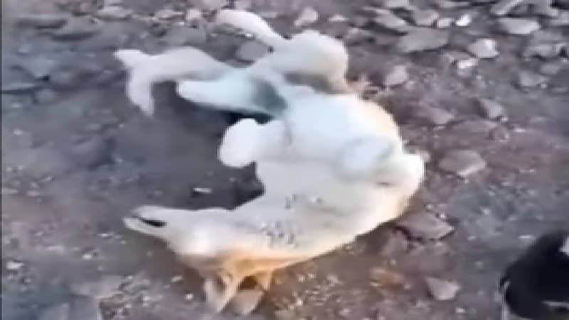 شاهد.. سقوط كلاب على الأرض بعد شم رائحة دهن العود