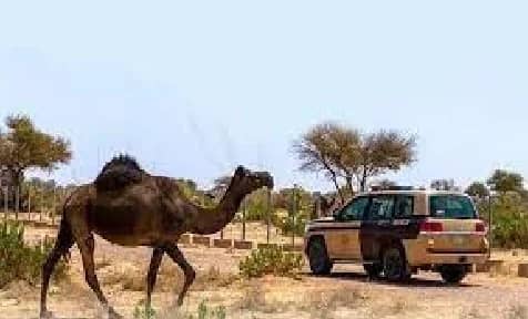 ضبط 20 مخالفًا لنظام البيئة لارتكابهم مخالفات رعي