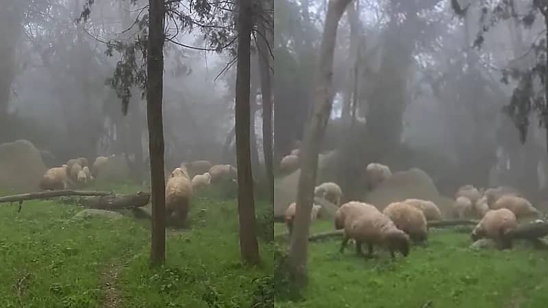 سحر الريف الباحي يخطف الأنظار ويضاهي جمال الريف السويسري.. فيديو