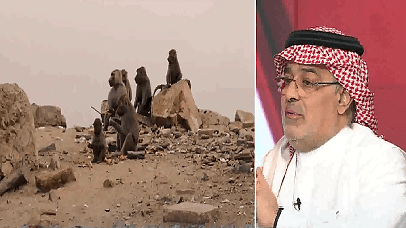 الحياة الفطرية ترصد 40 ألف قرد بابون في المملكة(فيديو)