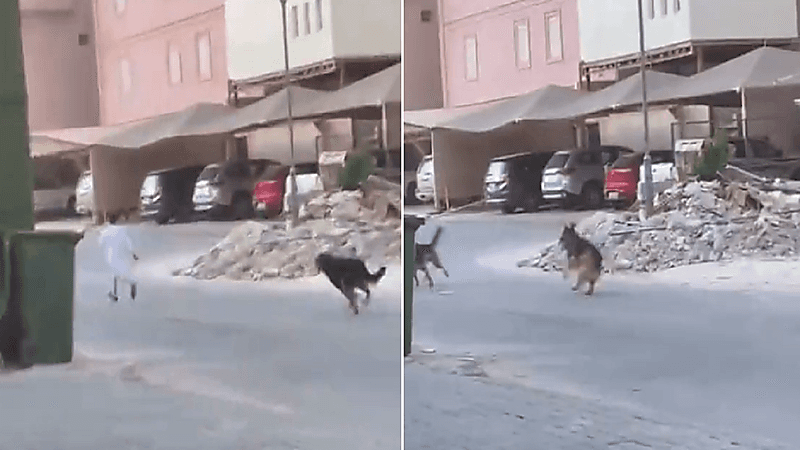 شاهد .. كلاب بوليسية تطارد طفل داخل حي سكني