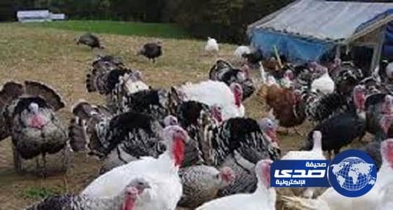 إعدام 16 ألف ديك رومي بألمانيا بسبب انفلونزا الطيور