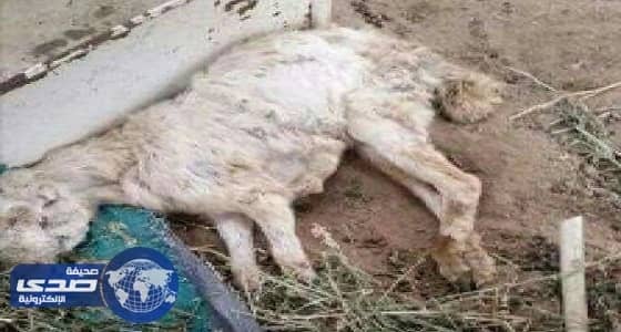 مرض خطير يفتك بأغنام أهالي قرية جحا بالمسارحة