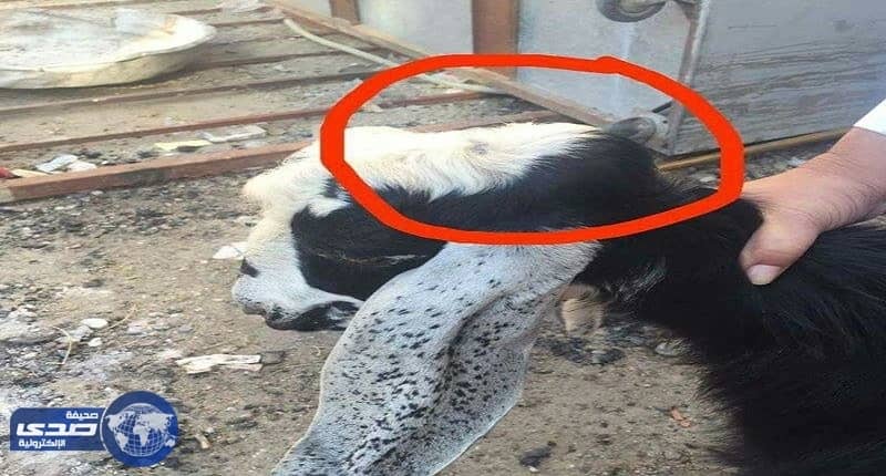 وجبات السياح في مطاعم شفا الطائف تيوس مريضة