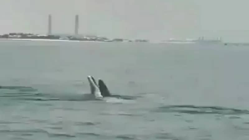 بالفيديو.. ظهور الدلافين في الخيران بالكويت