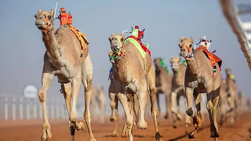 رفع عدد مسابقة الفحل وإنتاجه في مهرجان الملك عبدالعزيز للإبل
