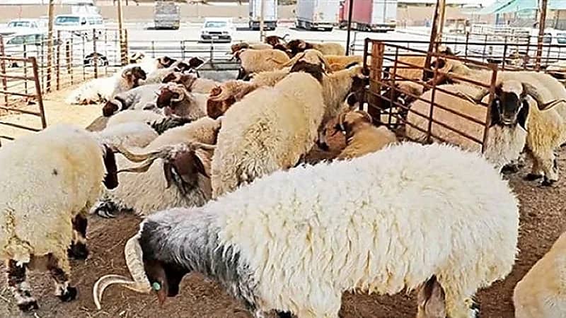 بالفيديو .. أسعار الأضحية الجيدة في سوق الأغنام بدءًا من 2000 ريال